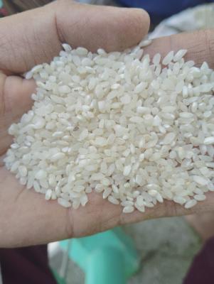 Premium Kashmiri Rice-Mushk Budij, Aromatic, Rare and Traditional